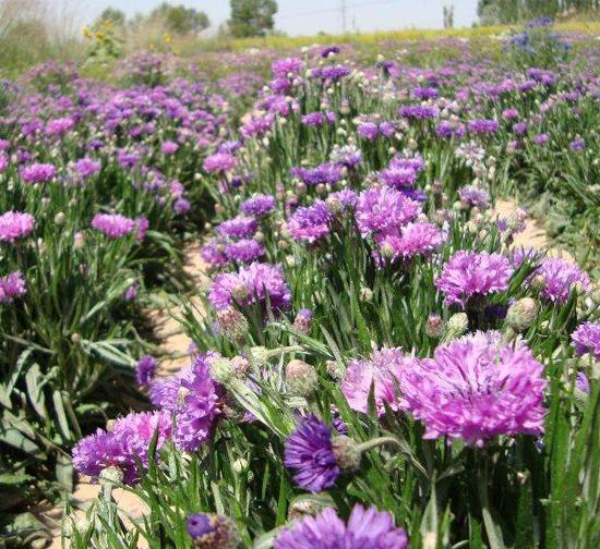 平顶山菊花种植