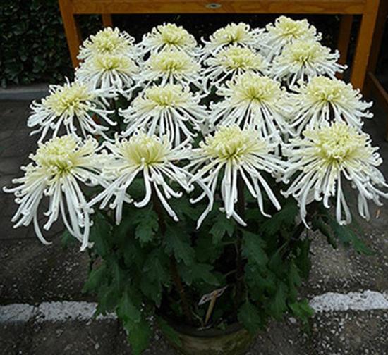 平顶山泉香水长菊花