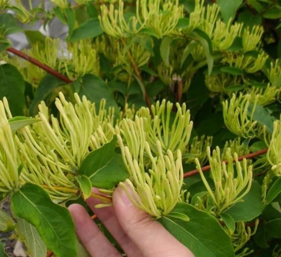 安顺菊花种植基地