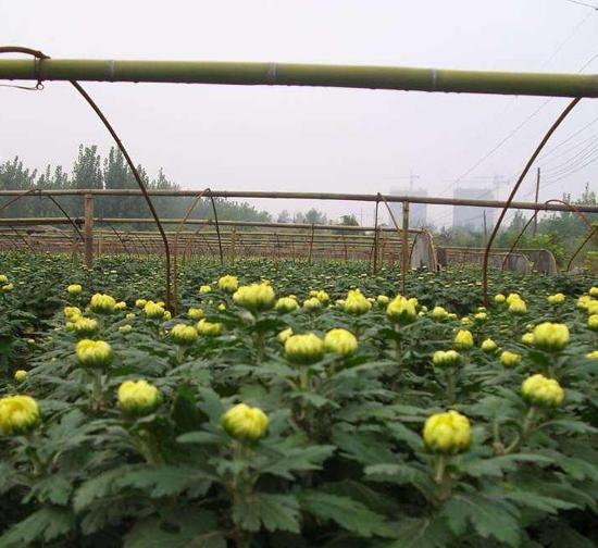 平顶山菊花种苗基地